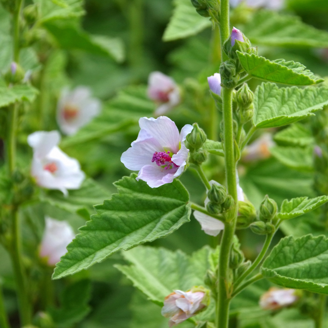 Marshmallow Root: A Soothing Herbal Remedy for the Whole Family ...
