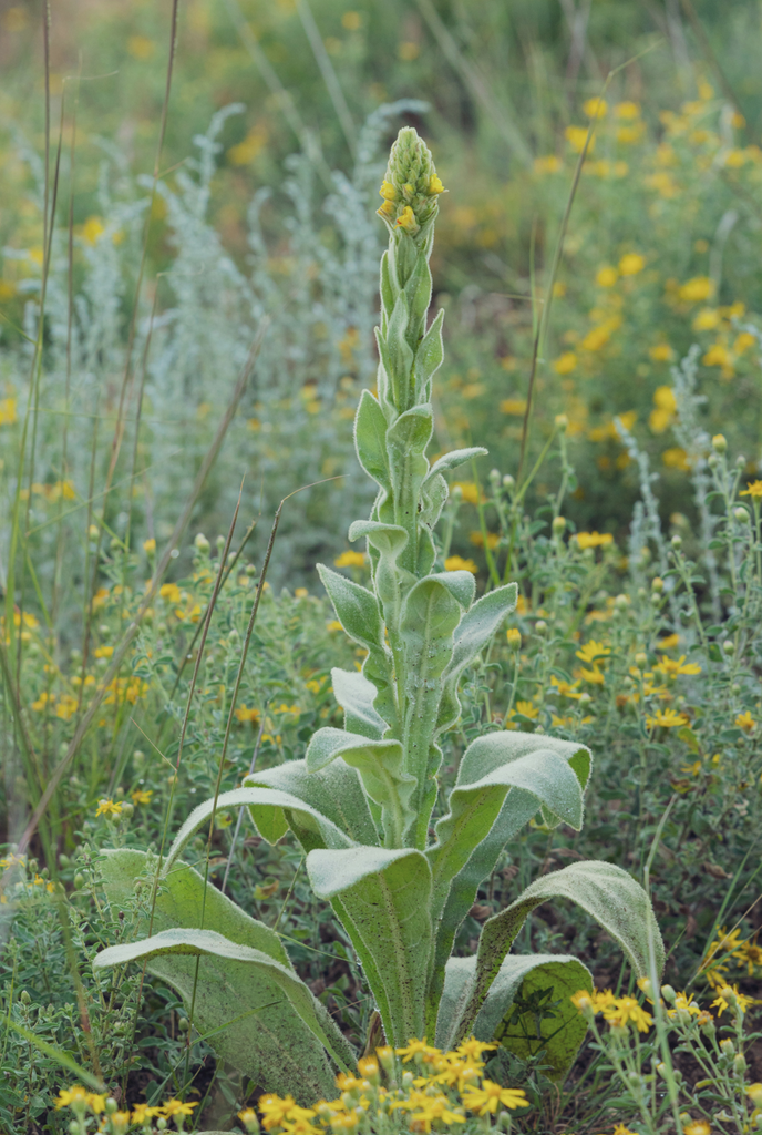 Mullein Leaf: Nature's Answer to Respiratory Health and More